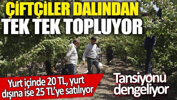 Çiftçiler dalından tek tek topluyor! Yurt içinde 20 TL, yurt dışına ise 25 TL’ye satılıyor