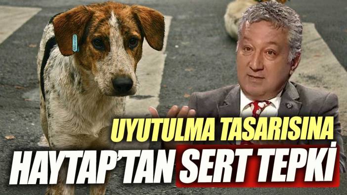 HAYTAP'tan sokak köpeklerinin uyutulmasına ilişkin tasarıya tepki