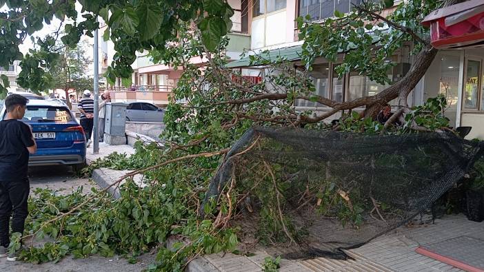 Üzerine dal parçası düşünce hastanelik oldu