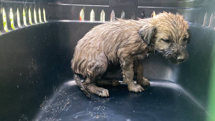 Melen Çay’ında yavru köpek kurtarıldı