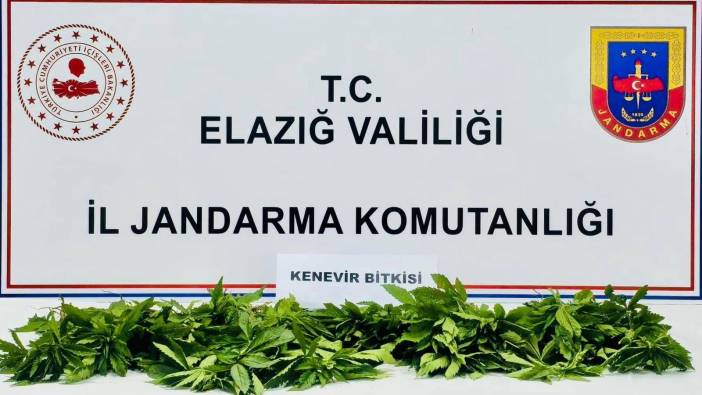 Elazığ'da yüzlerce kök kenevir ele geçirildi