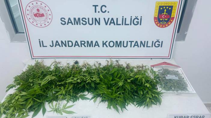 Samsun'da kenevir operasyonu