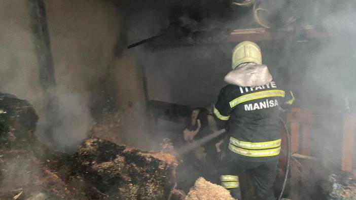 Manisa'da koyunlar telef olmaktan son anda kurtarıldı