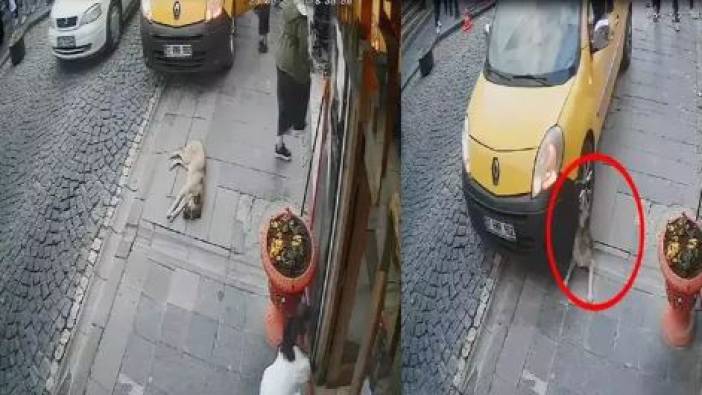 Taksi kaldırımda uyuyan köpeğin üzerinden geçti! Çevredekiler şoföre tepki gösterdi