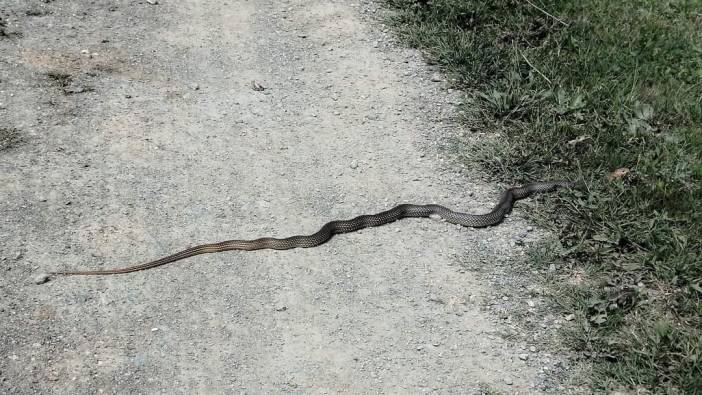 Kastamonu'da etrafı yılanlar sardı