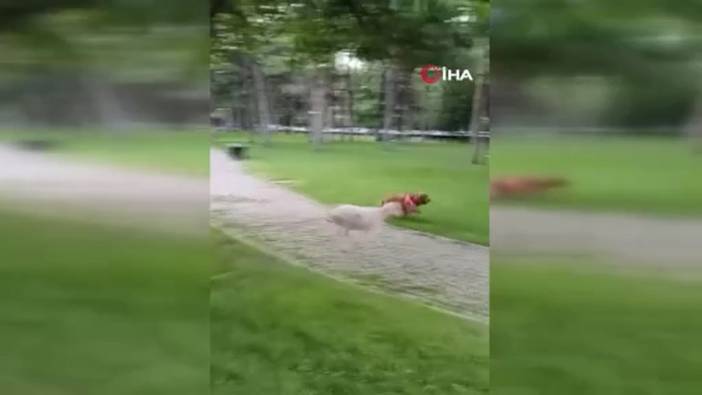 Kuzu ile köpeğin kovalamacası renkli görüntüler oluşturdu