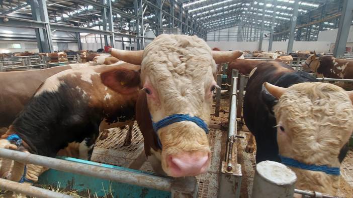 Kurban Bayramına sayılı günler kaldı: Erzincan’da hareketlilik başladı