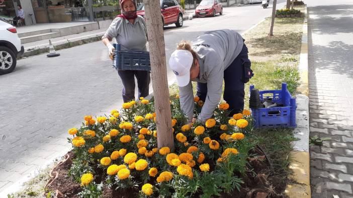 Aydın Söke’de parklar çiçeklerle renkleniyor