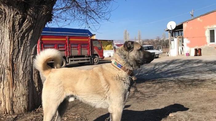 Sivas'ta kangal köpeğini çaldılar