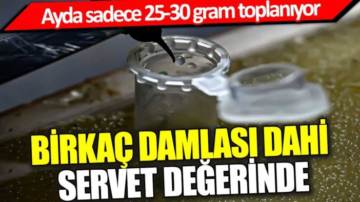 Birkaç damlası bile servet değerinde: Ayda sadece 25-30 gram toplanıyor