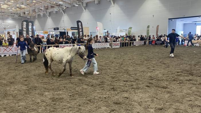 Güzellik yarışmasında kalp krizi geçiren at öldü