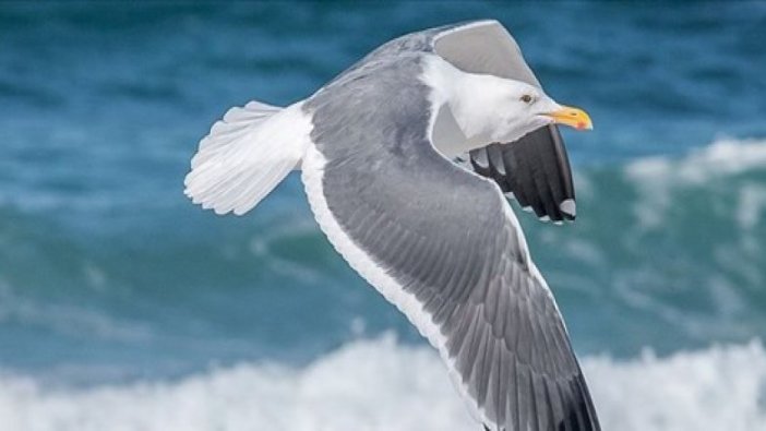 Antibiyotiğe dirençli bakteri uyarısı