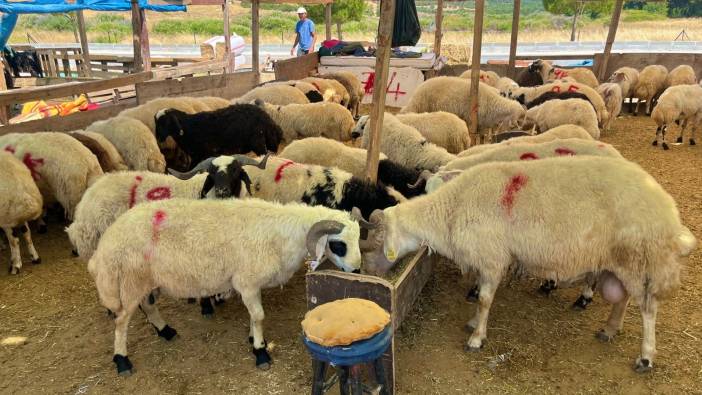 Kurbanlık kesim fiyatları belli oldu