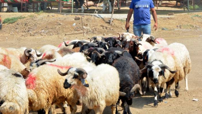 İzmir Aliağa'da kurbanlık kesim fiyatları belli oldu