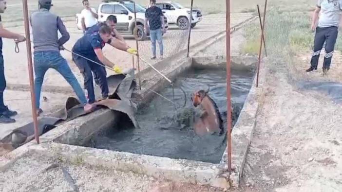 Atık petrol kuyusuna düşen atı itfaiye kurtardı