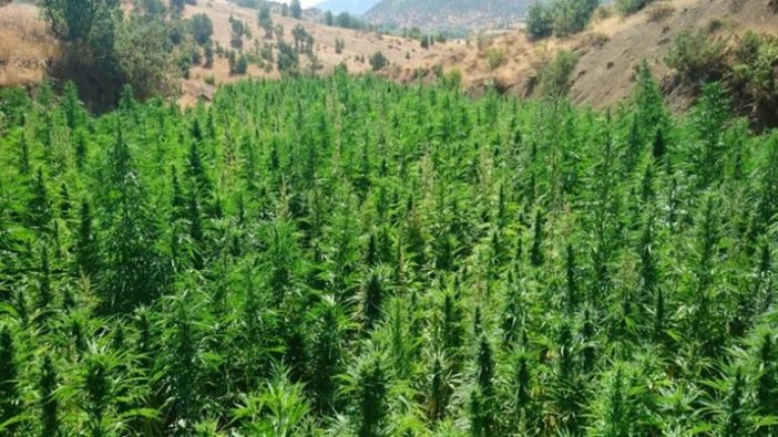 Diyarbakır'da 2 milyon 111 bin 50 kök Hint keneviri ele geçirildi