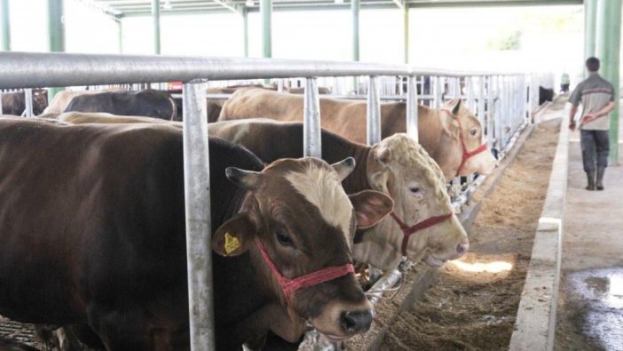 Kızılay kurbanlık ithal ediyor!