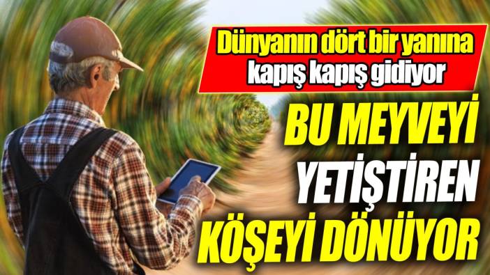 Bu meyveyi yetiştiren köşeyi dönüyor ‘Dünyanın dört bir yanına kapış kapış gidiyor’