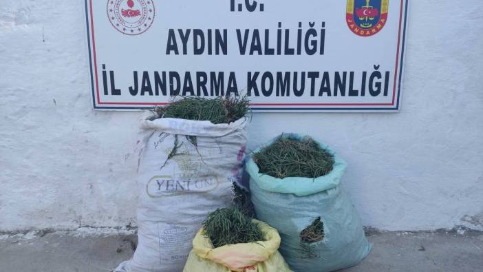 Aydın'da 70 kilogram deniz börülcesi ele geçirildi