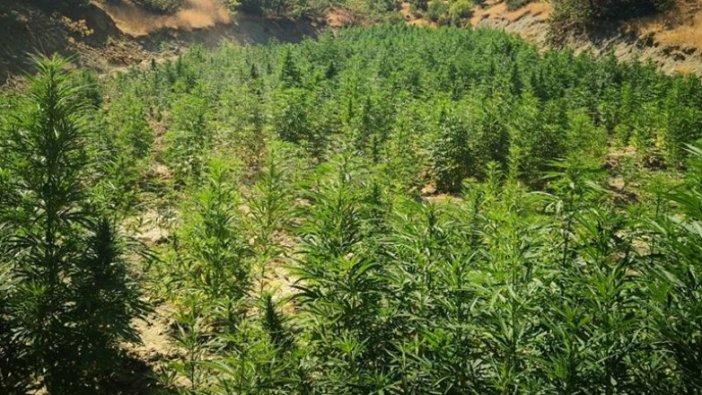 Diyarbakır'da 723 bin 860 kök Hint keneviri ele geçirildi