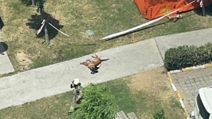 Emekli polis memuru, polis köpeğini vurup camdan aşağıya attı