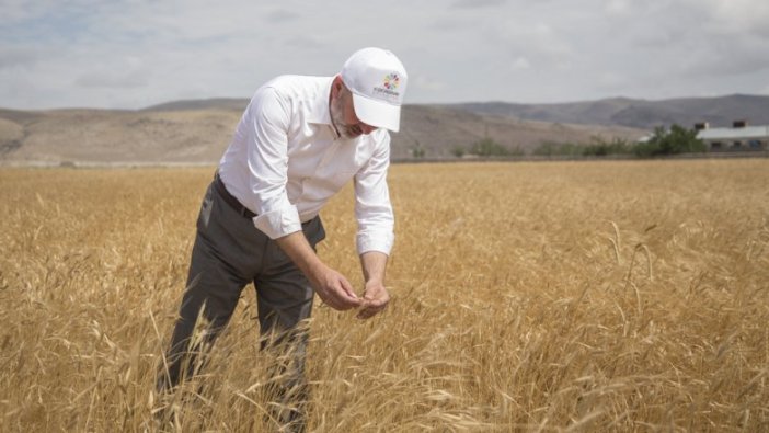 Ata yadigarı 'siyez' buğdayında hasat sevinci