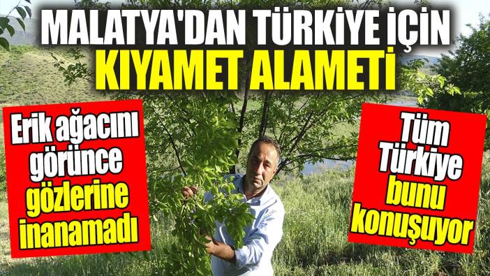 Tüm Türkiye bunu konuşuyor! Resmen kıyamet alameti! Erik ağacını görünce gözlerine inanamadı