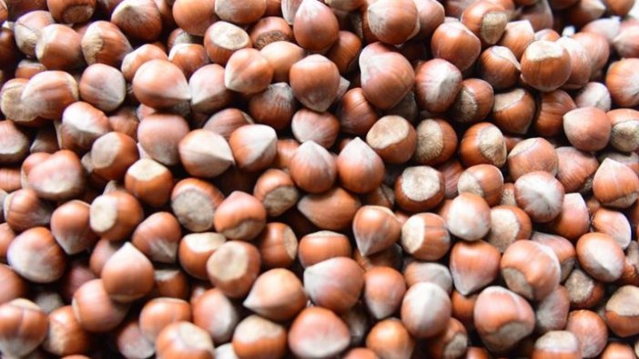 Fındık kabuğundan kömür üretilecek