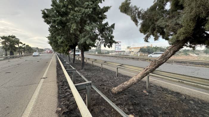 Refüjde çıkan yangın ağaçları küle çevirdi