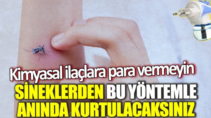 Sineklerden bu yöntemle anında kurtulacaksınız! Kimyasal ilaçlara para vermeyin