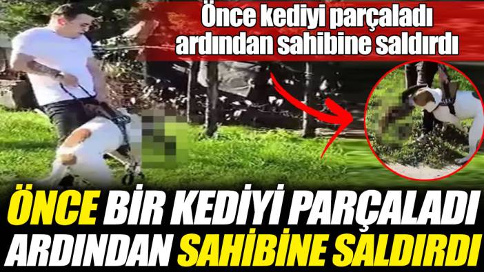 Pitbull cinsi köpek dehşet saçtı! Önce bir kediyi parçaladı ardından sahibine saldırdı