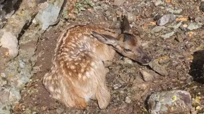 köpeklerden kurtulan yavru geyiği buldu