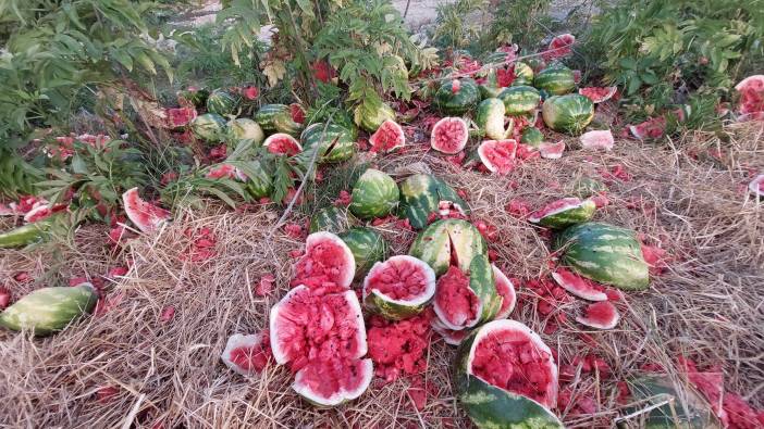 Samsun'da ırmak kenarına karpuz döken firmaya ceza