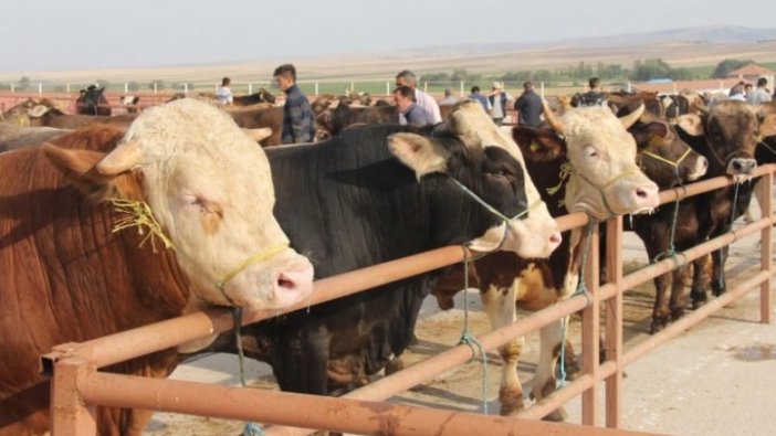 Kurban Bayramı öncesi sahte sertifika iddiası!