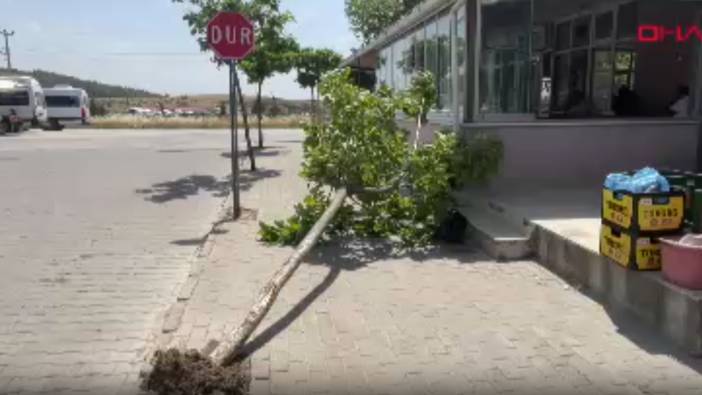 Edirne'de ağaçlar devrildi