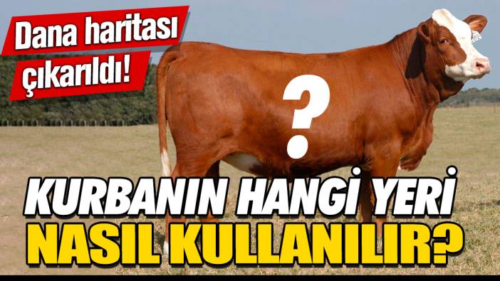 Dana haritası çıkarıldı! Kurbanlık dananın neresinden ne yapılır?