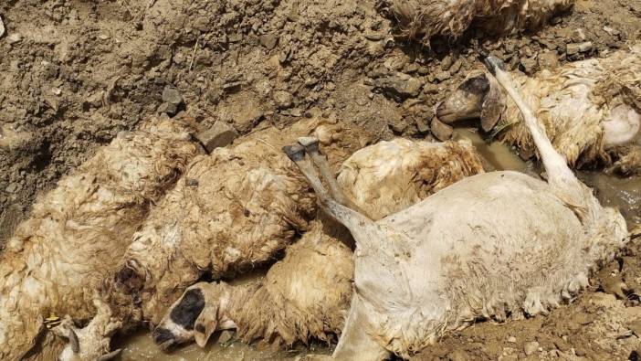 Sürü psikolojisi sonları oldu '27 koyun uçurumdan düştü'