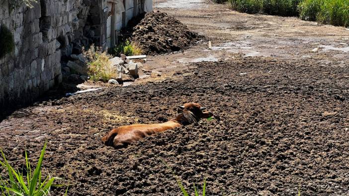 Kayseri'de kurbanlık boğa kaçarken gübre çukuruna düştü