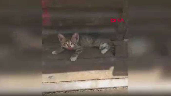 Osmaniye’de kurtardıkları yavru kediye sahiplendiler