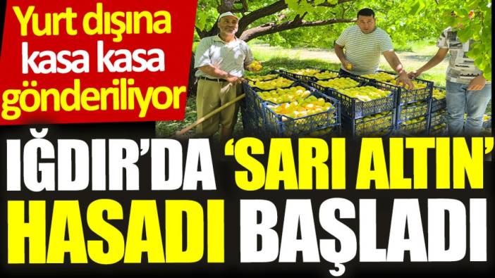 Iğdır’da ‘sarı altın’ hasadı başladı: Yurt dışına kasa kasa gönderiliyor