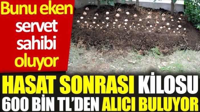 Bunu eken servet sahibi oluyor: Hasat sonrası kilosu 600 bin TL'den alıcı buluyor