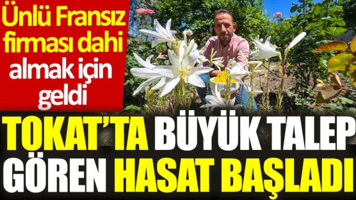 Tokat’ta büyük talep gören hasat başladı: Ünlü Fransız firması dahi almak için geldi