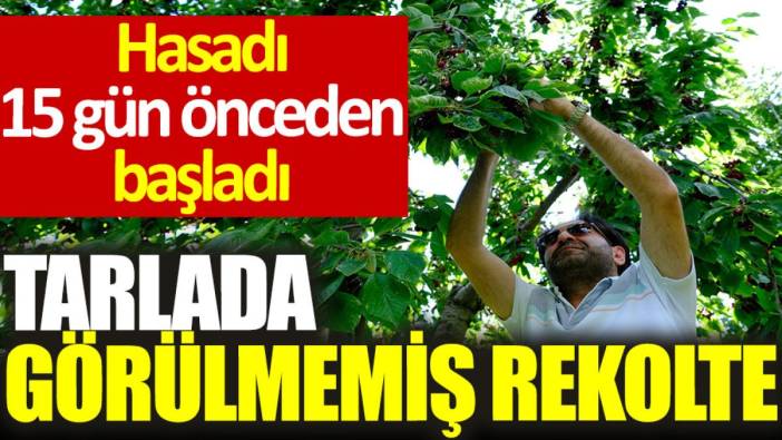 Hasadı 15 gün önceden başladı: Tarlada görülmemiş rekolte