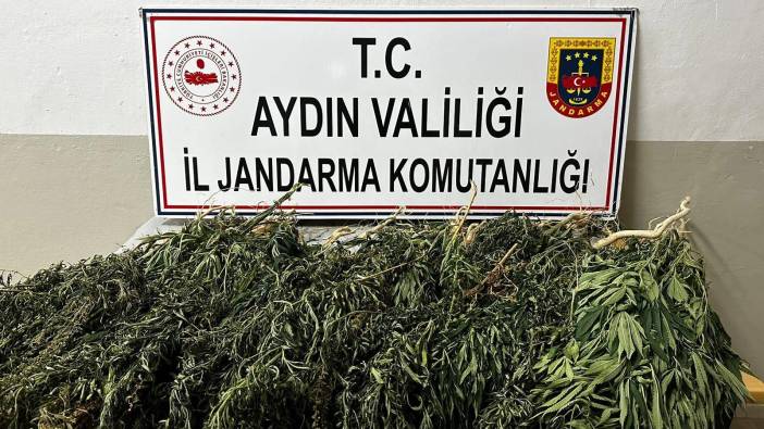 Aydın Efeler'de kenevir operasyonu: 2 şüpheli yakalandı