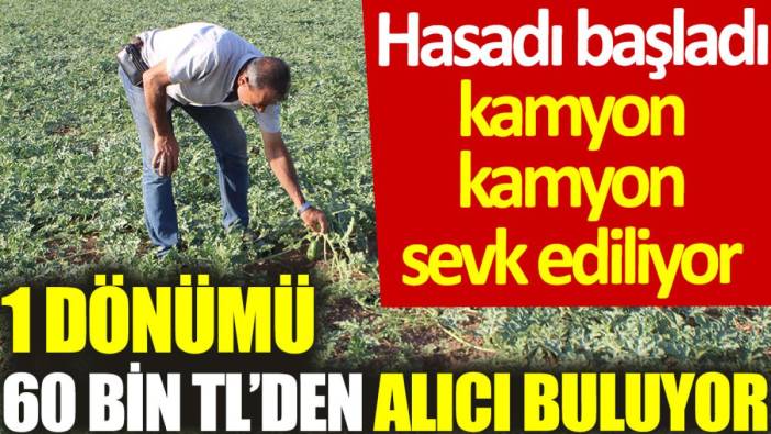 Hasadı başladı, kamyon kamyon sevk ediliyor: 1 dönümü 60 bin TL’den alıcı buluyor