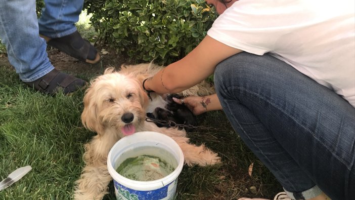 Sokakta doğum yapan köpeğe vatandaşlar yardım etti
