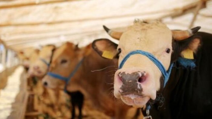 Kurban Bayramı 9 gün olacak mı? Bakan açıkladı