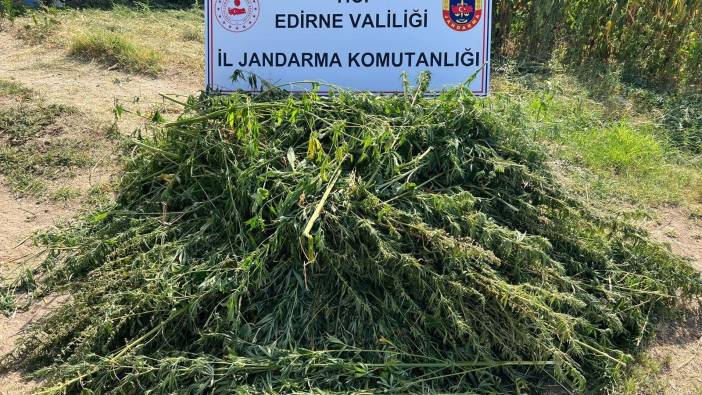 Edirne’de 5 bin 950 kök kenevir yakalandı