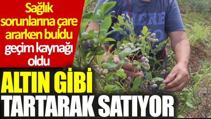 Sağlık sorunlarına çare ararken yetiştirdiği mavi yemiş geçim kaynağı oldu