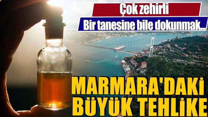 Marmara'daki büyük tehlike. Çok zehirli, bir tanesine bile dokunmak...